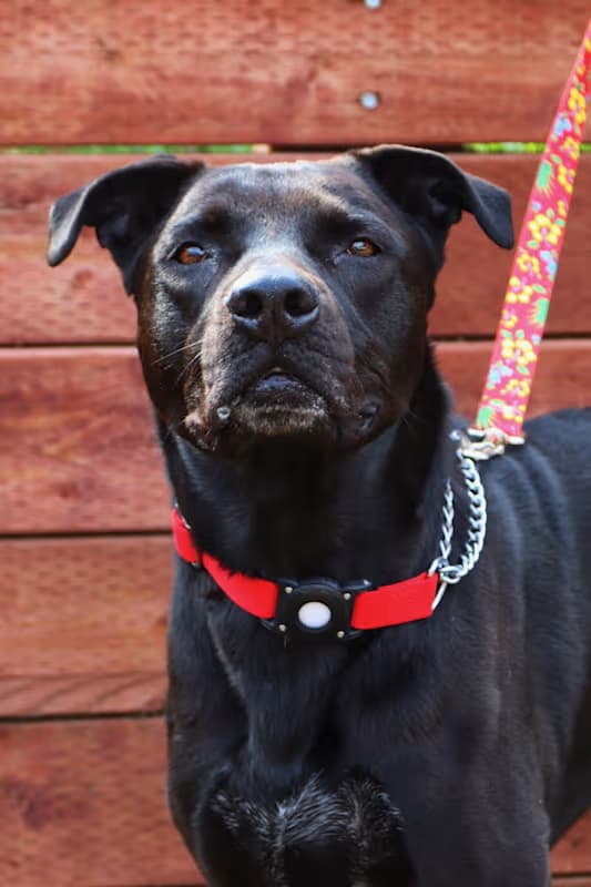 Стелла медиа 2