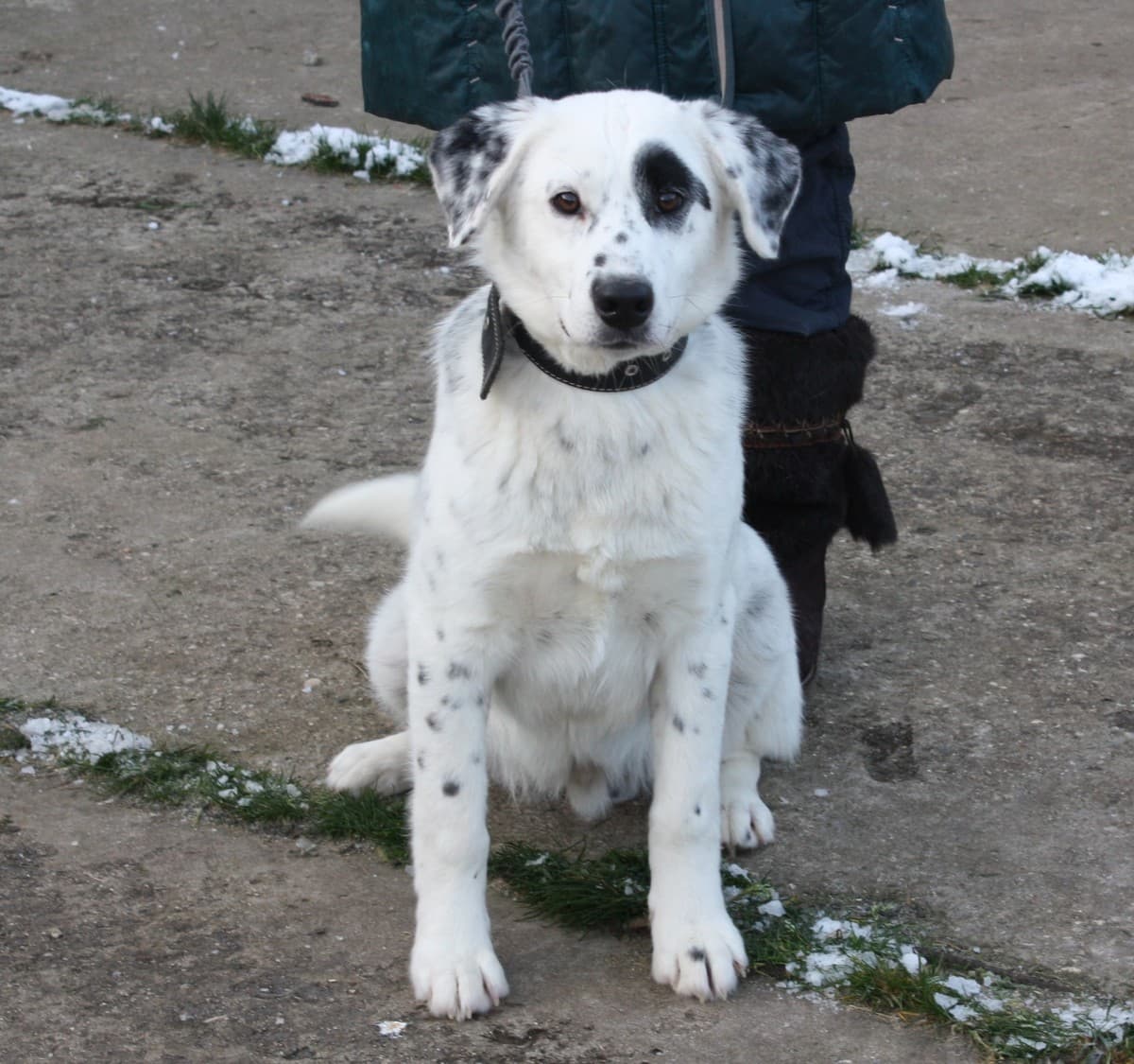 Арчи медиа 2