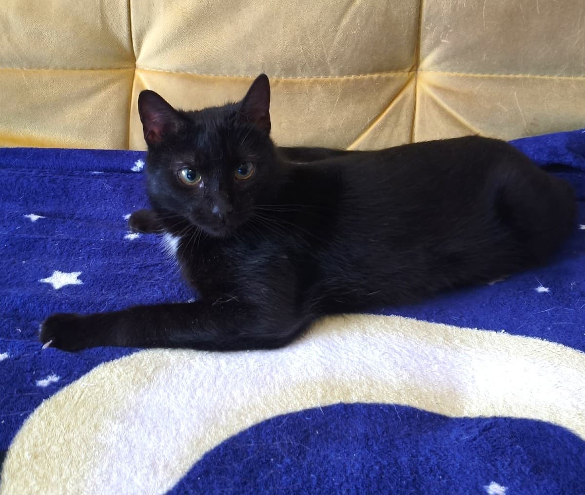 Багира медиа 2