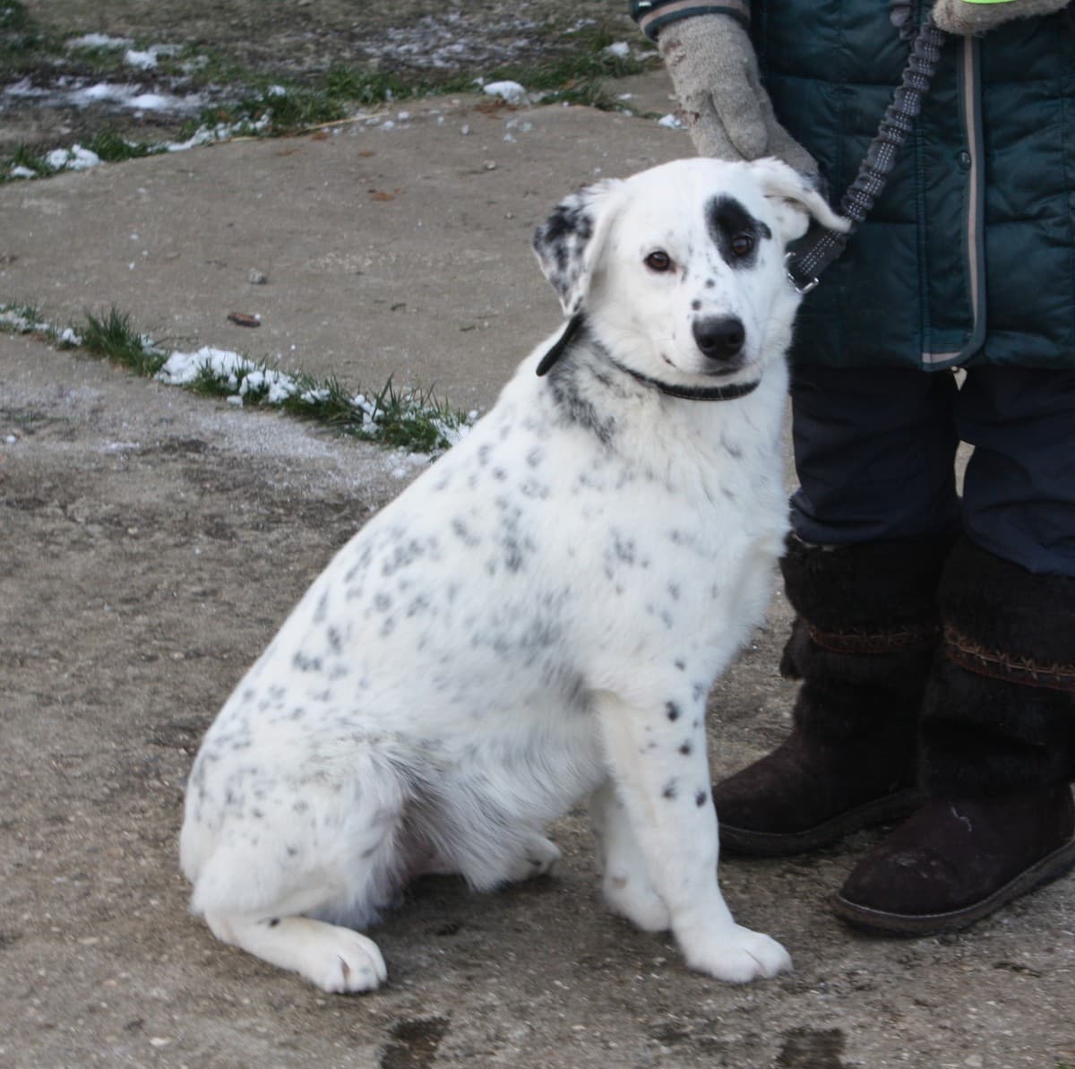 Арчи медиа 3