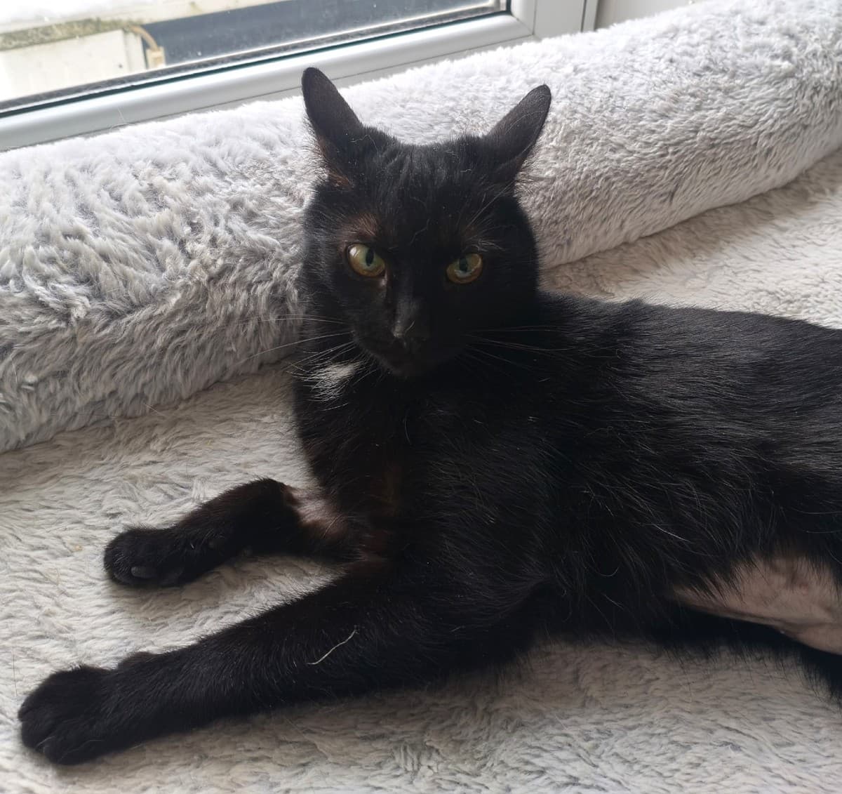 Багира медиа 3