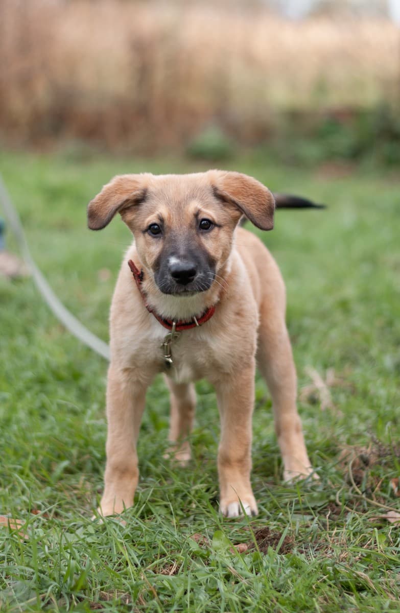 Элли медиа 2