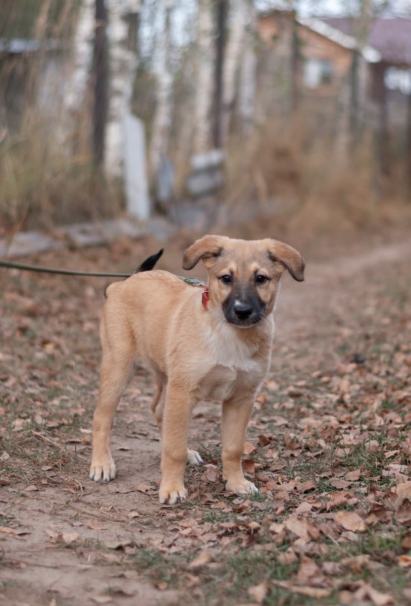 Элли медиа 8