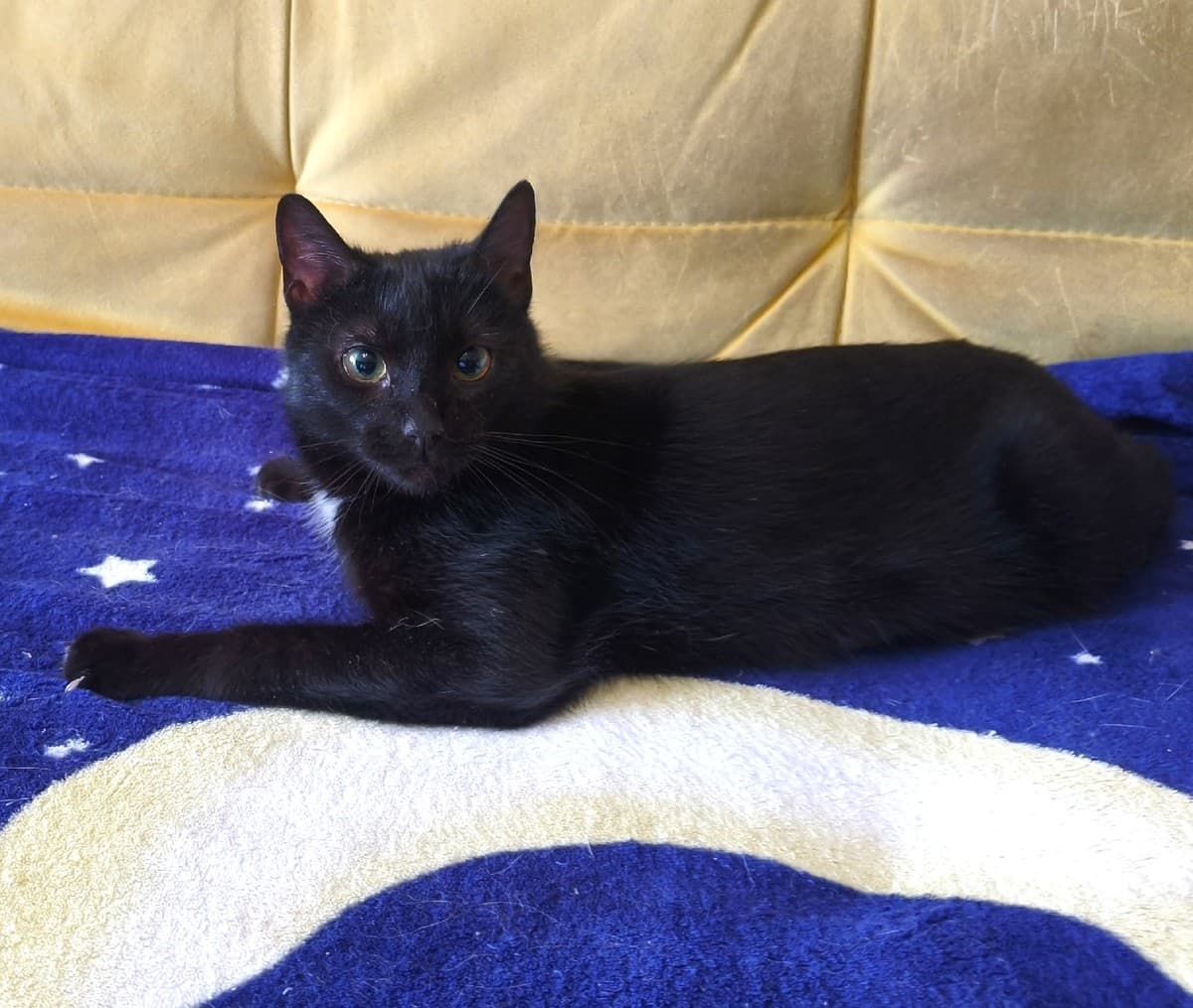 Багира медиа 4