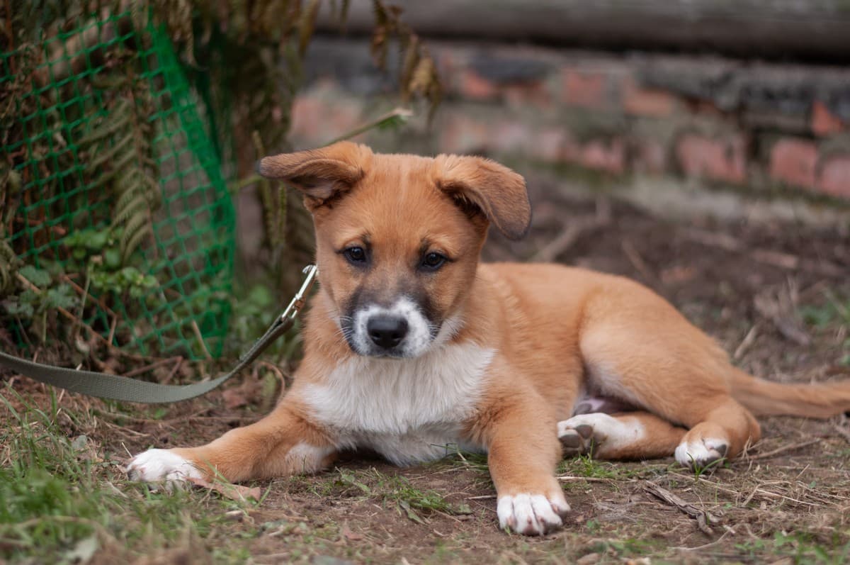 Бэйли медиа 3