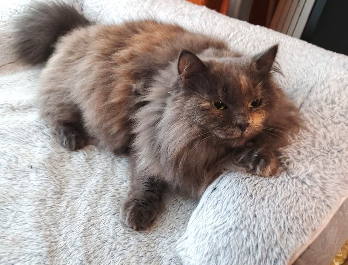 Варя медиа 5