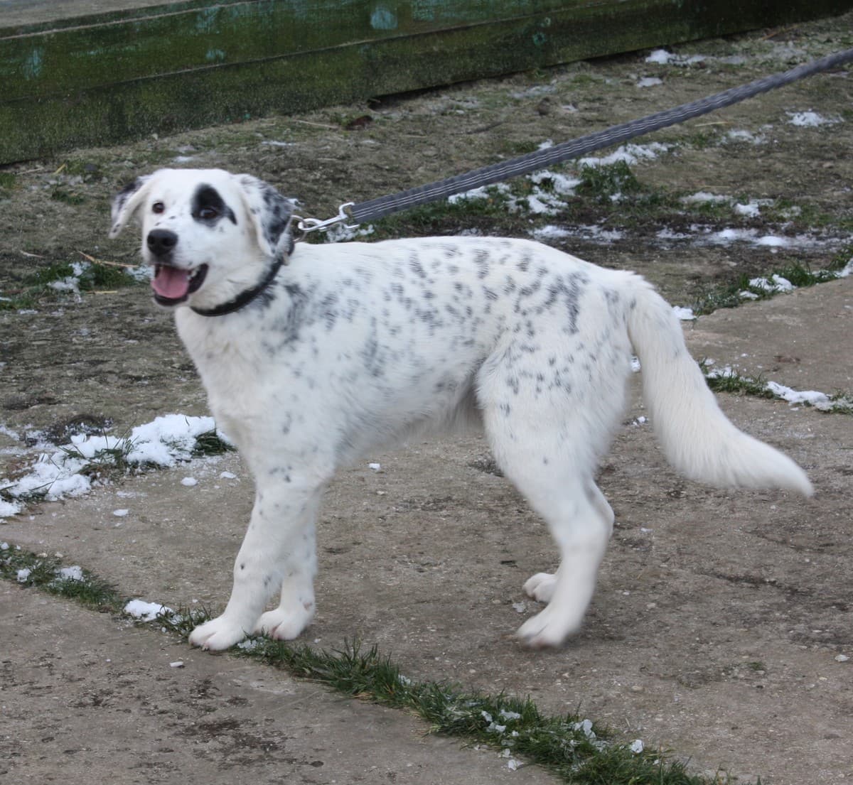 Арчи медиа 5