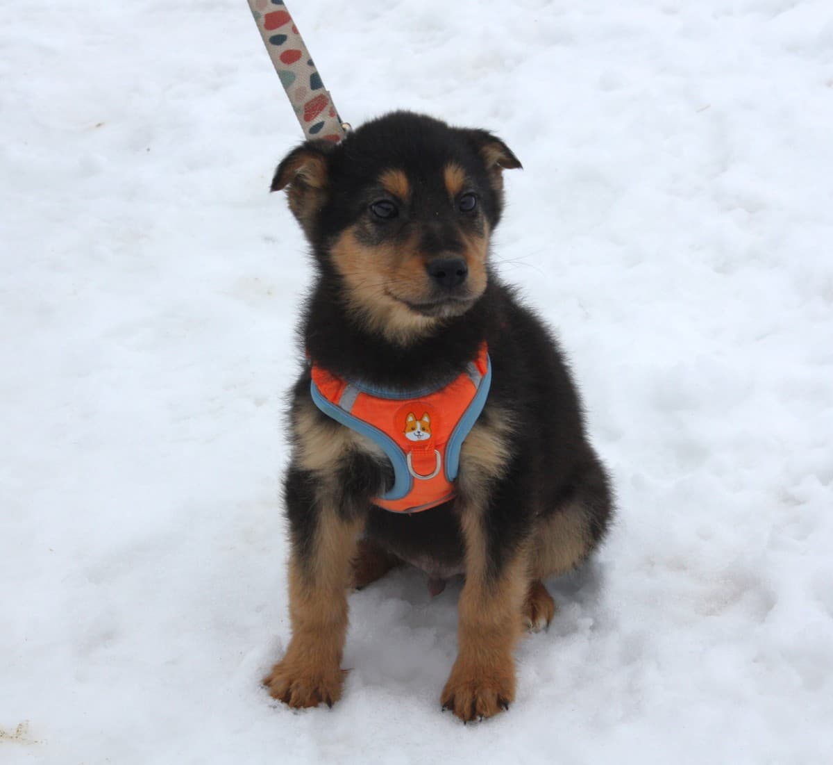 Рэкс медиа 5