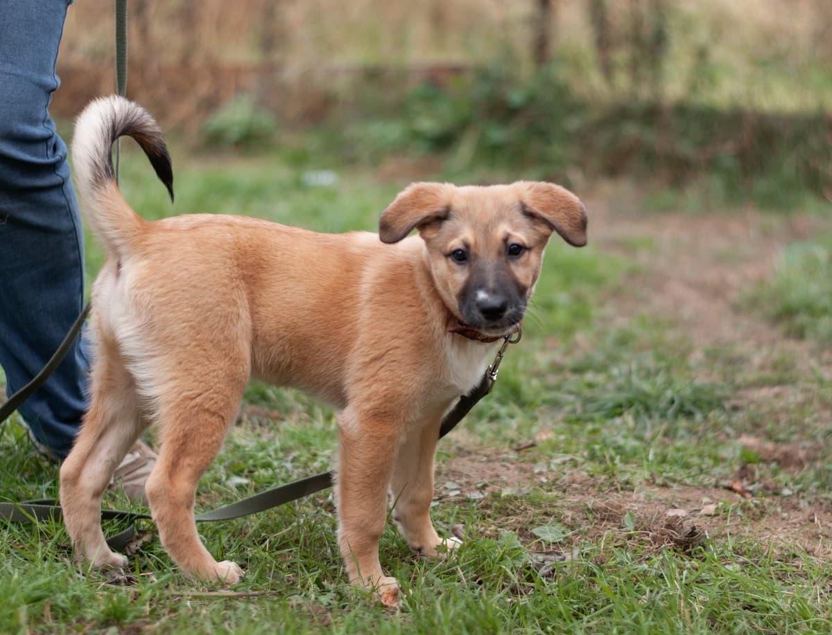 Элли медиа 4