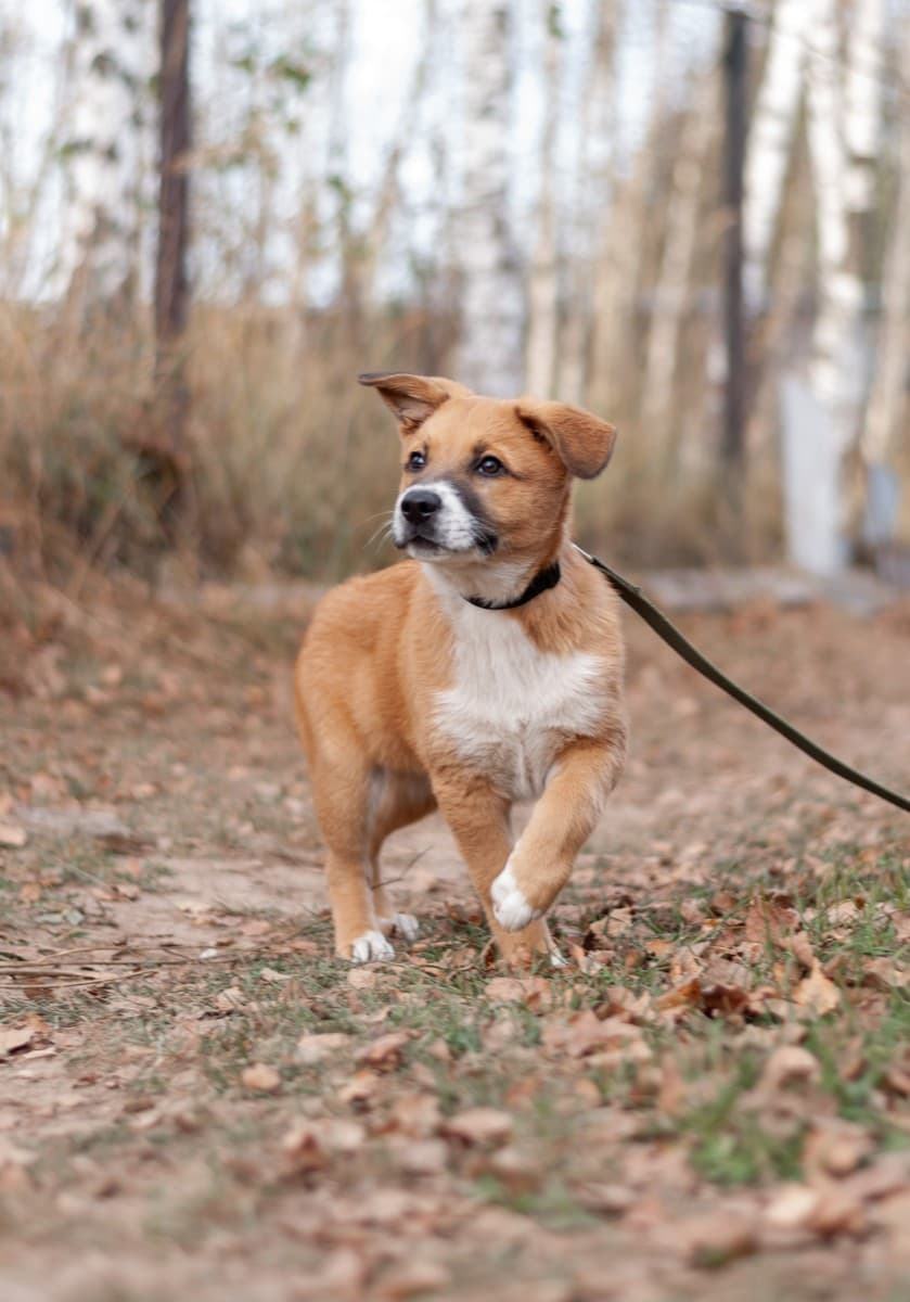 Бэйли медиа 4