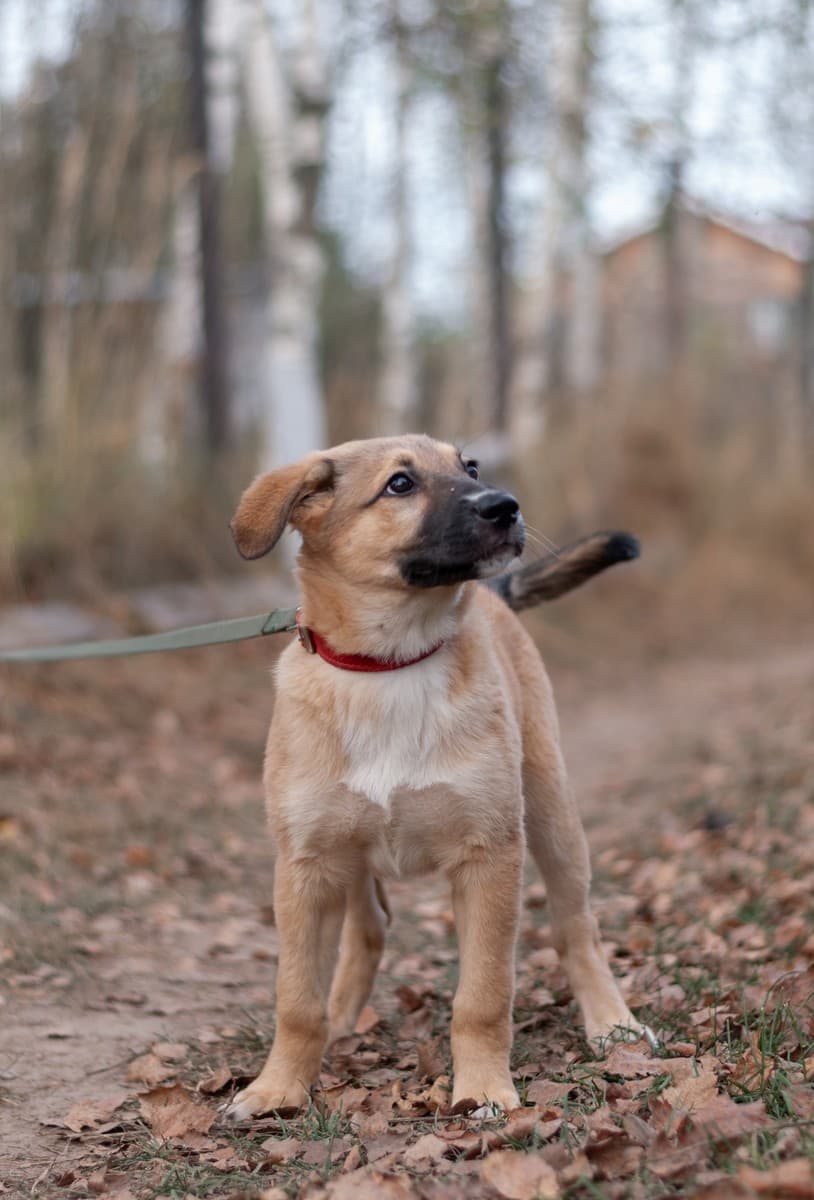 Элли медиа 9