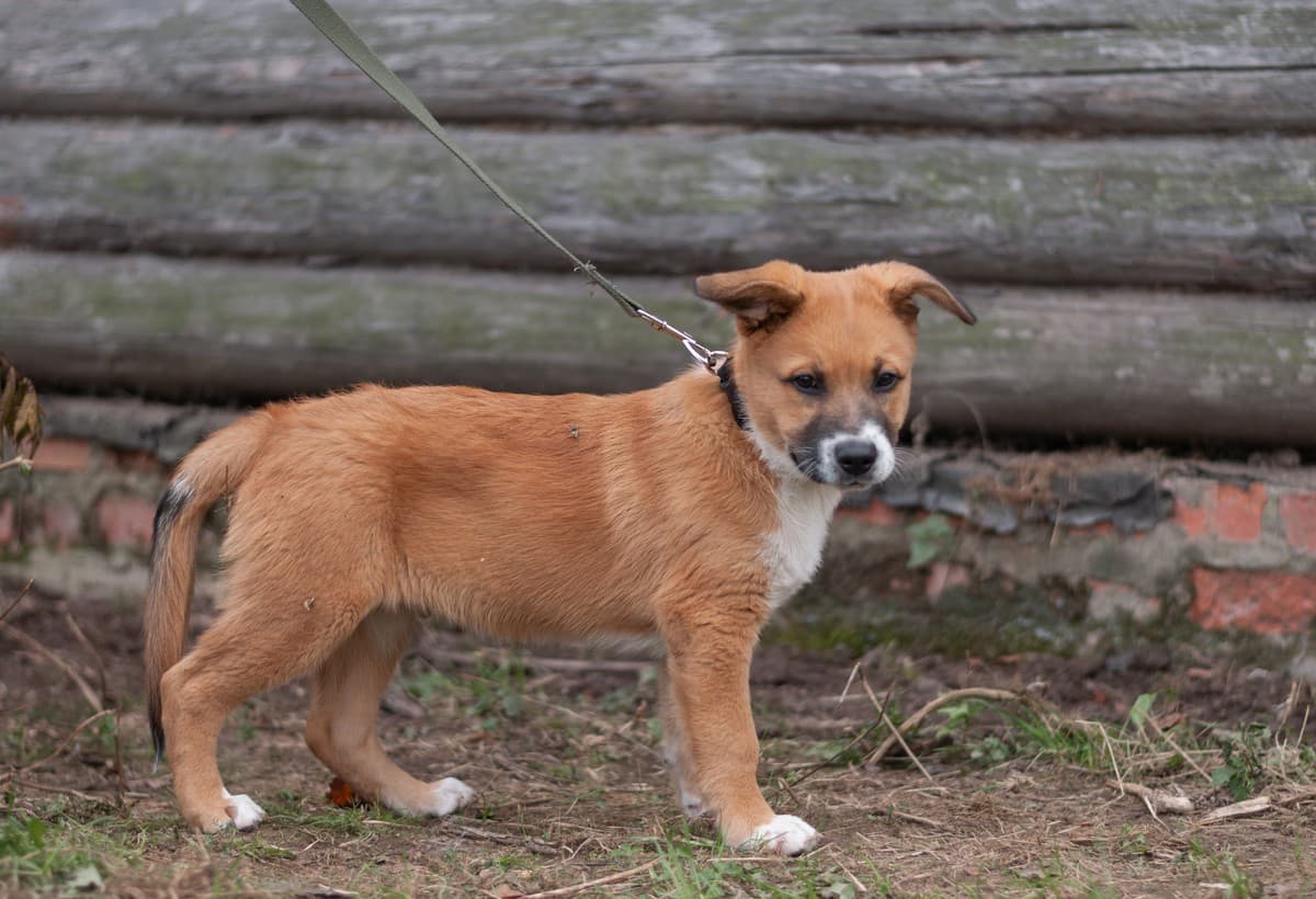 Бэйли медиа 9