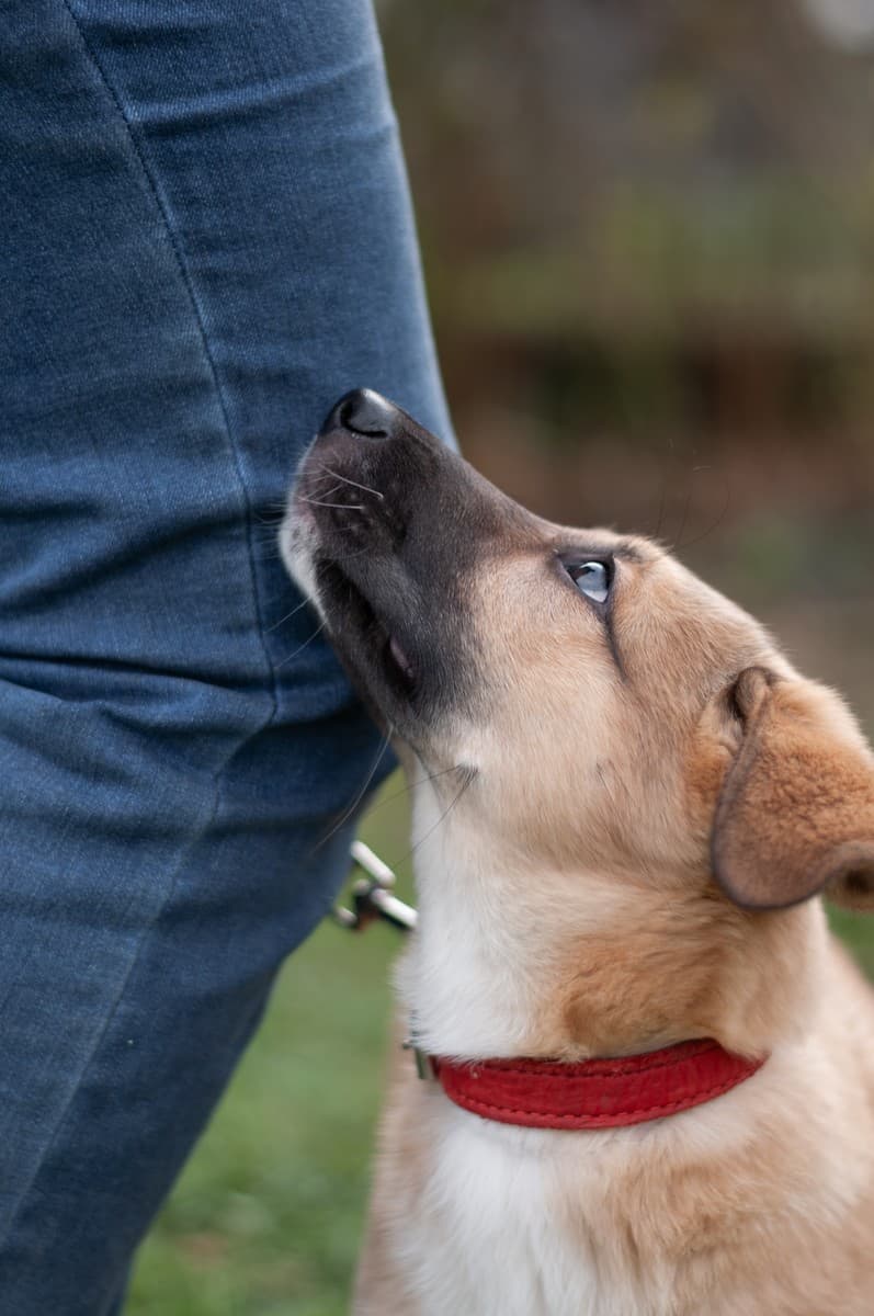 Элли медиа 5