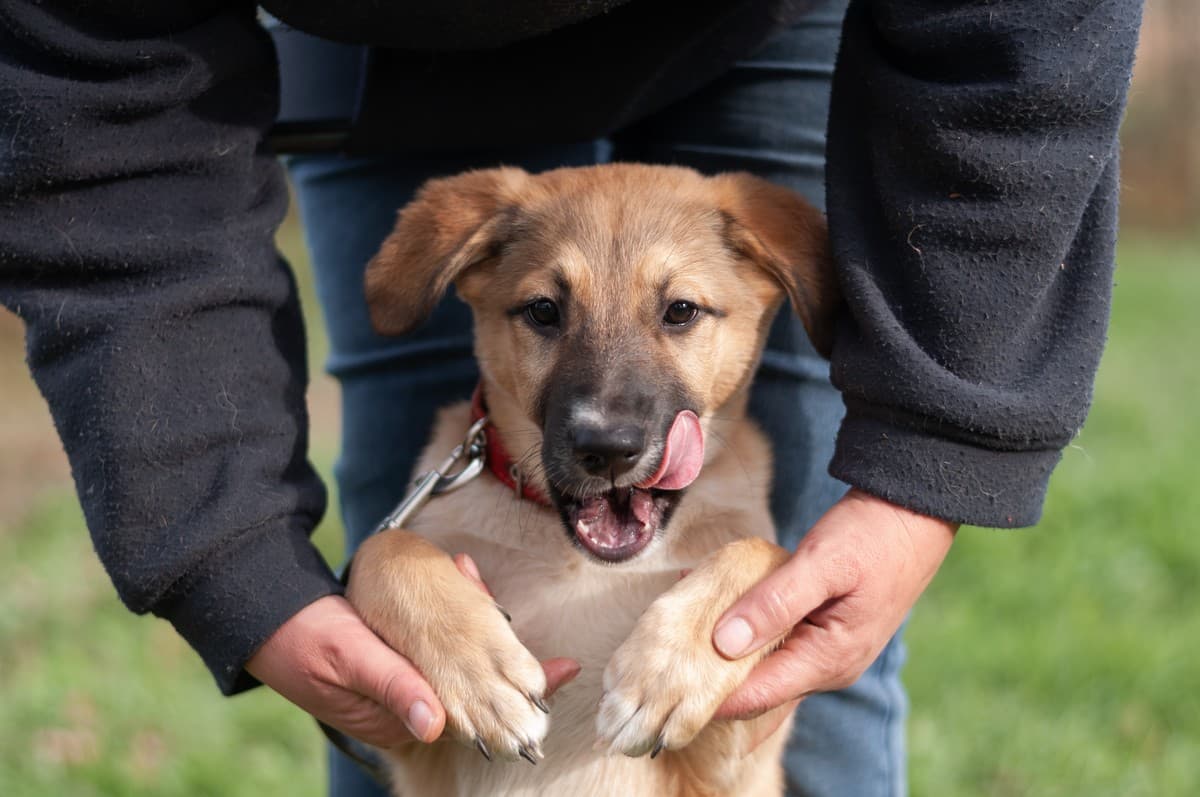 Элли медиа 6