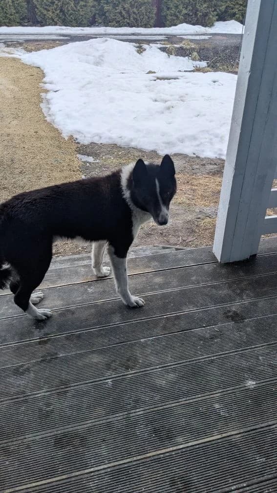 Джок медиа 6