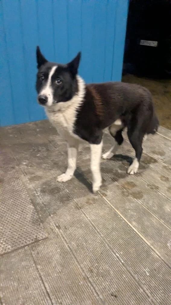 Джок медиа 8