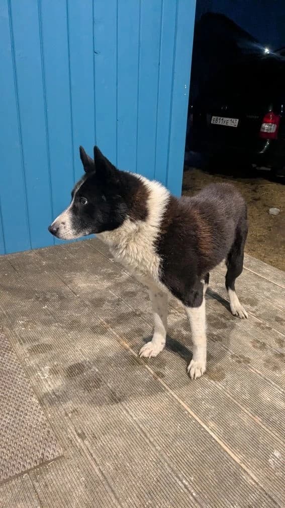 Джок медиа 7