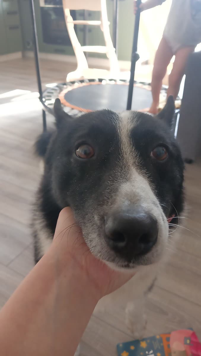 Джок медиа 5