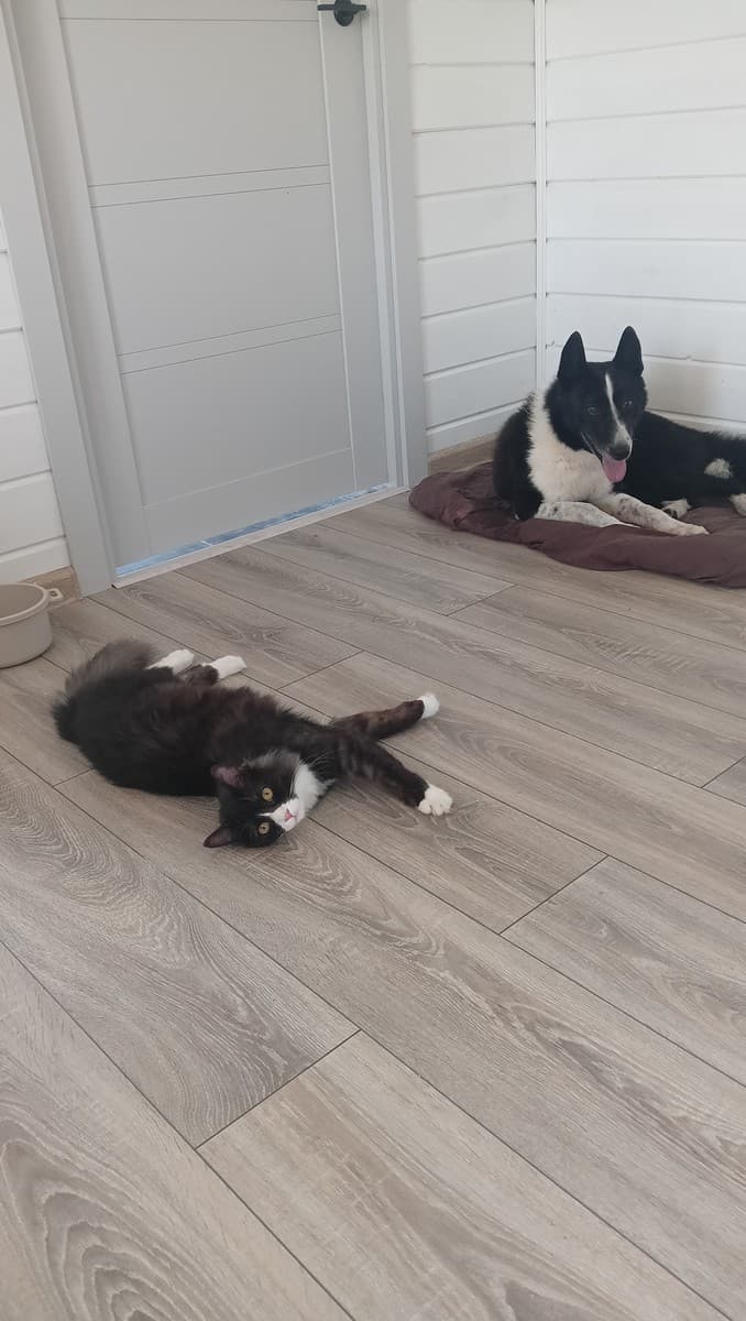 Джок медиа 4