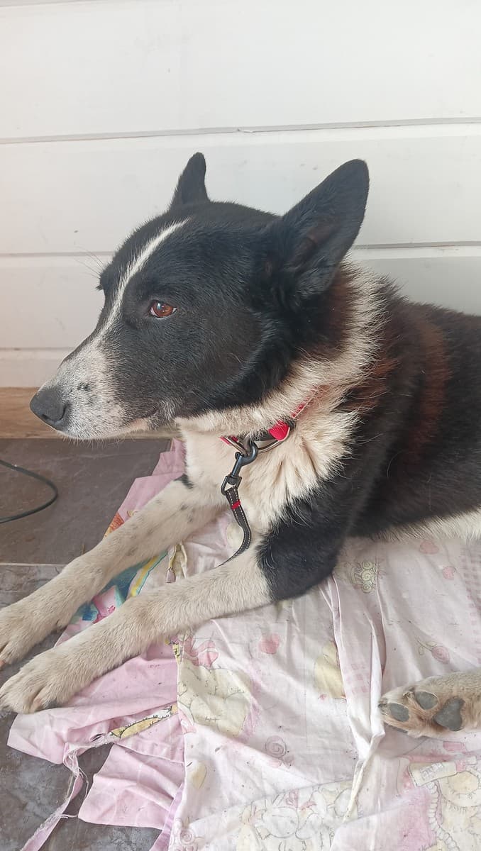 Джок медиа 2