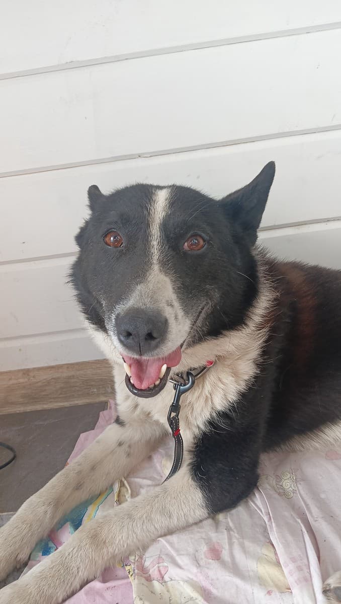 Джок медиа 3