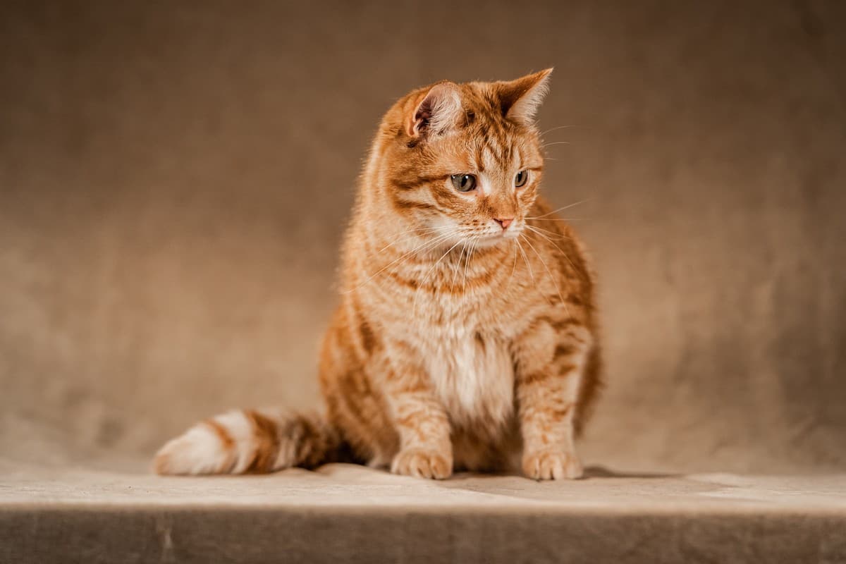 Клёпа медиа 8