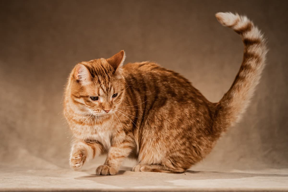 Клёпа медиа 7