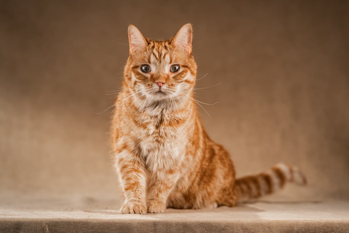 Клёпа медиа 9