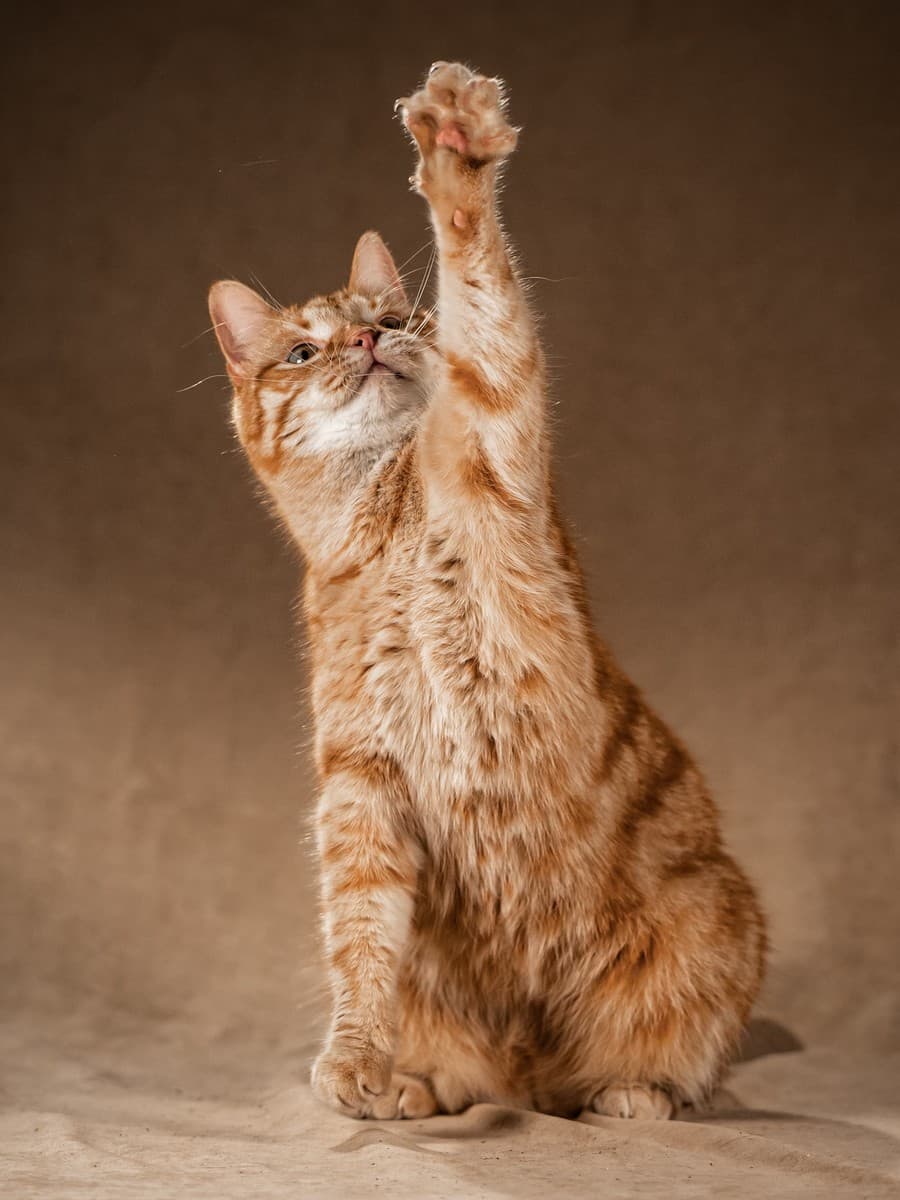 Клёпа медиа 5