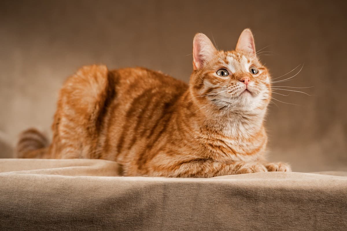 Клёпа медиа 6