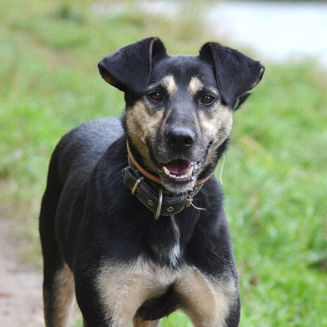 Джейк медиа 5