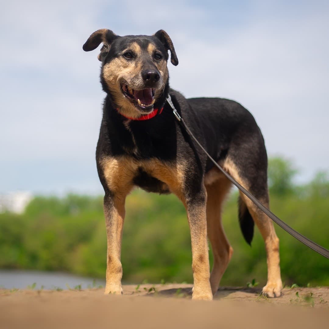 Джейк медиа 6