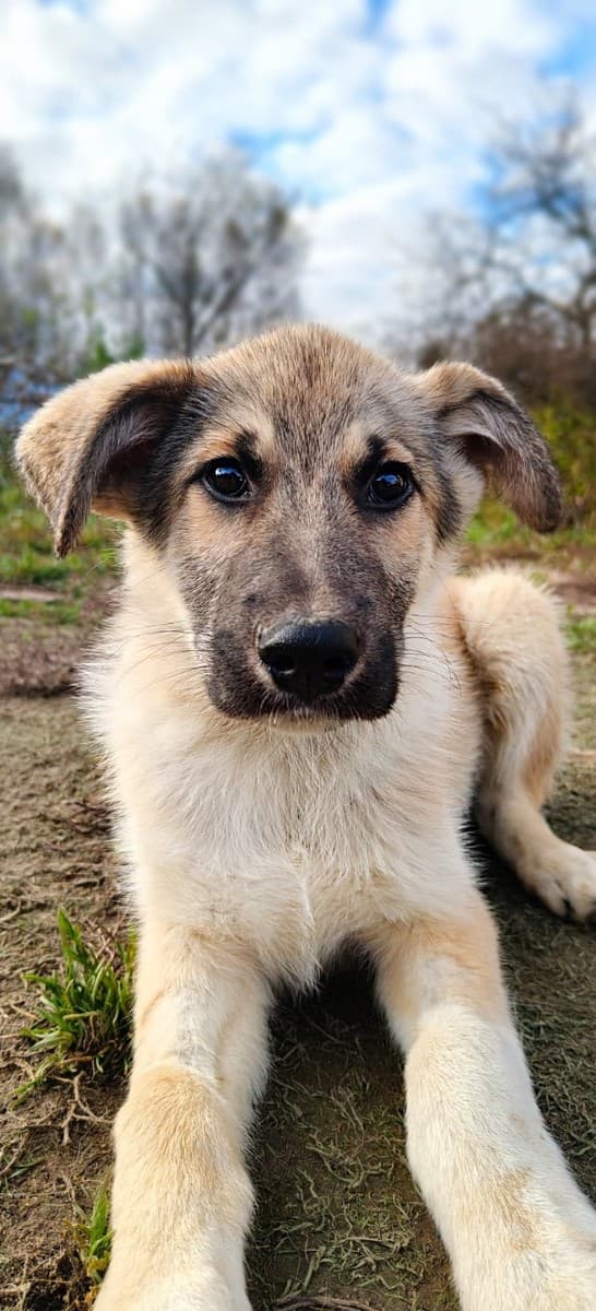 Лорд медиа 5