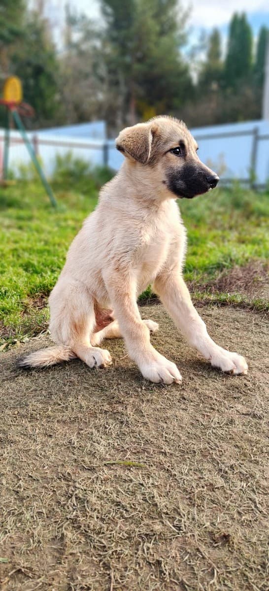 Лорд медиа 6