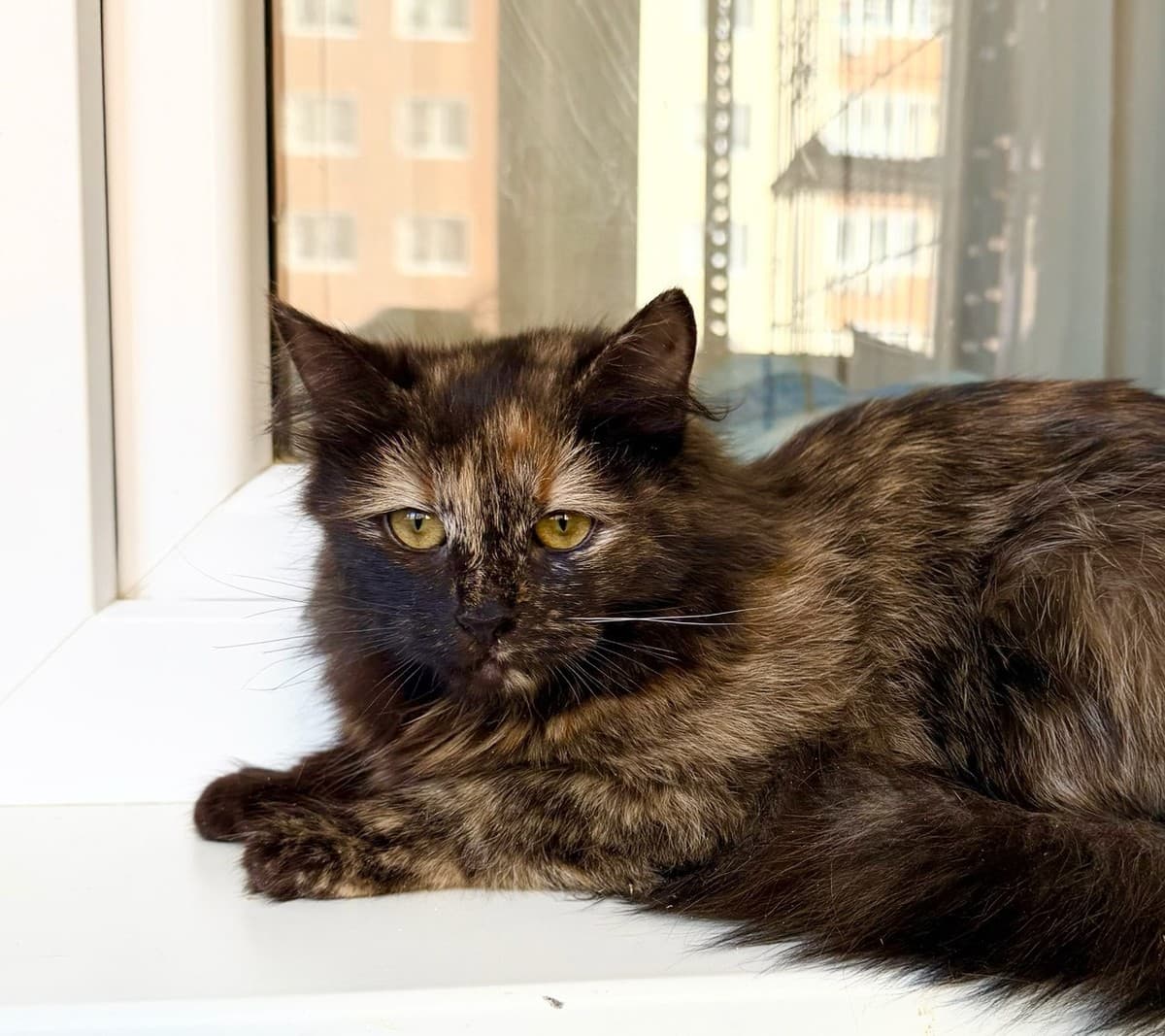 Персея медиа 4