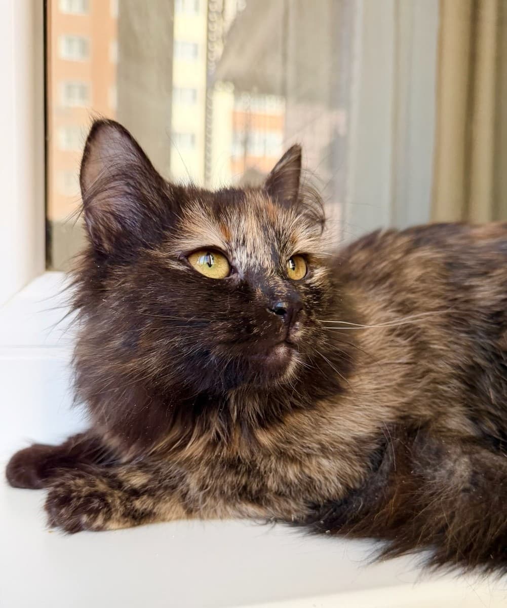 Персея медиа 3