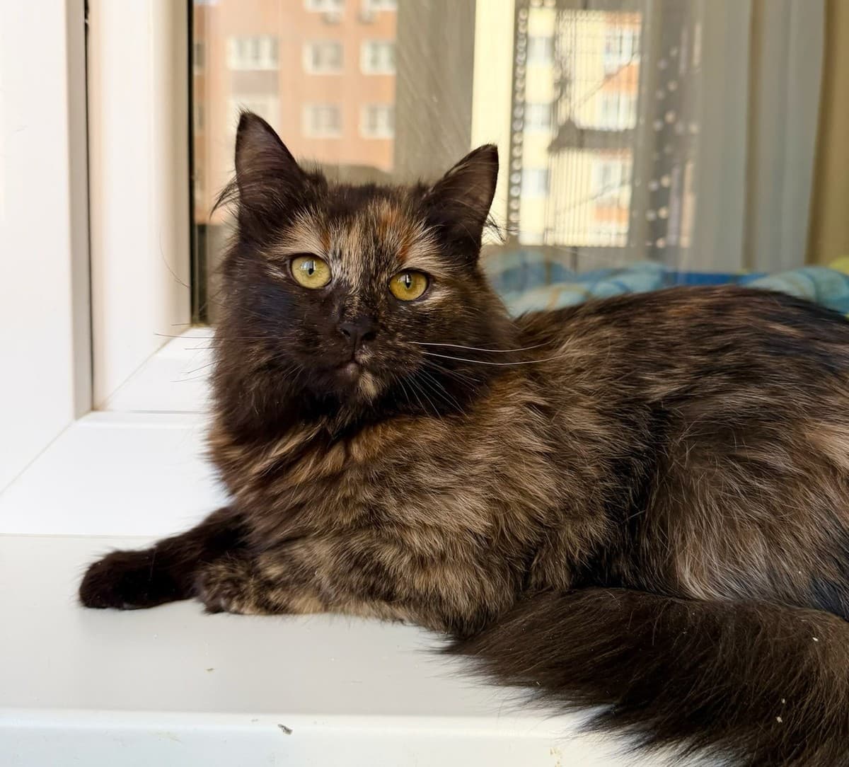 Персея медиа 2