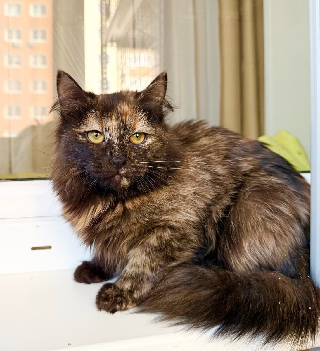 Персея медиа 5