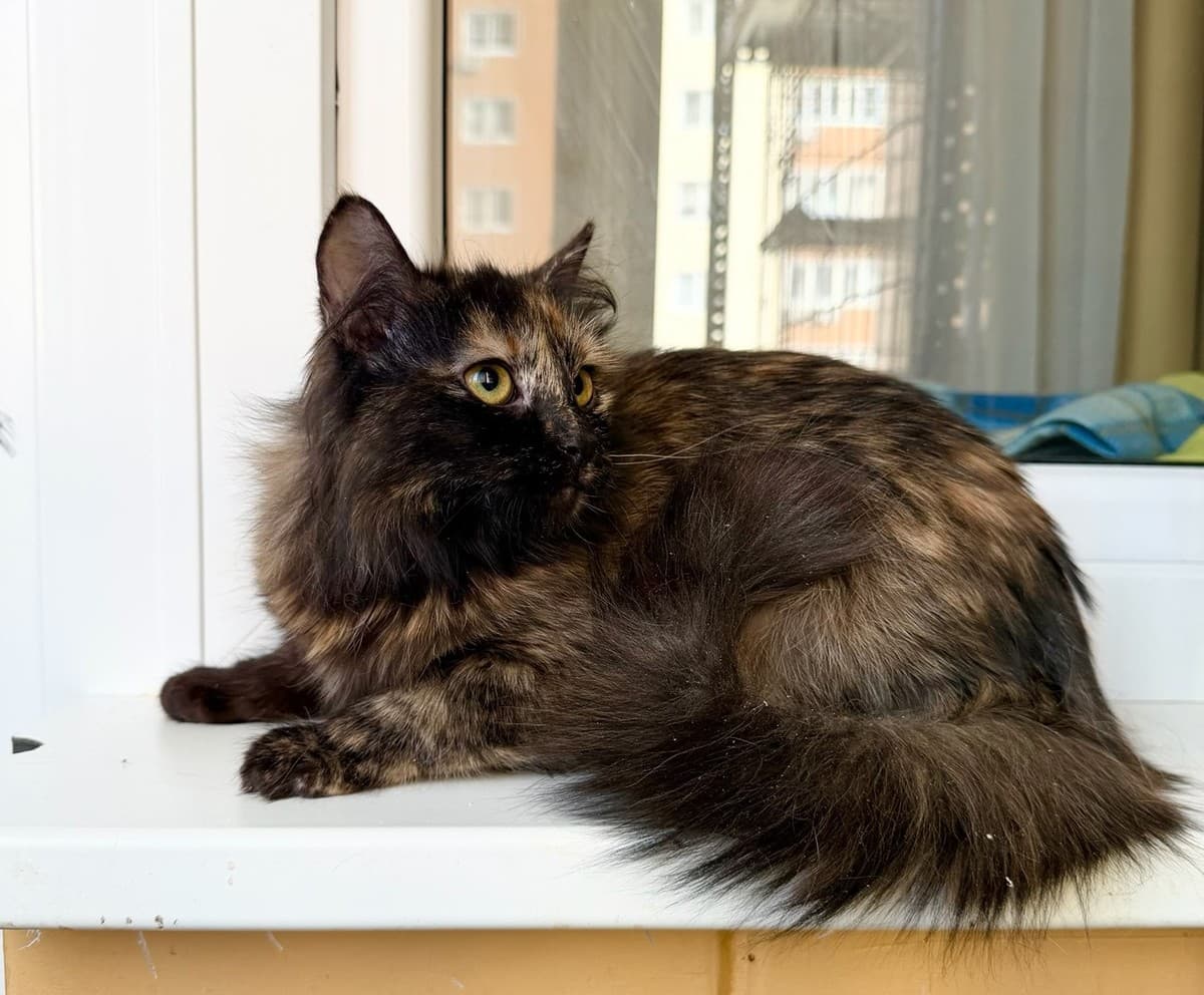 Персея медиа 6