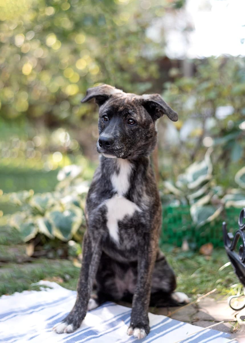 Энди медиа 5