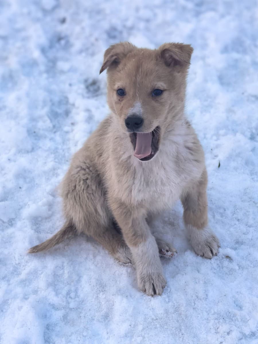 Левушка медиа 6