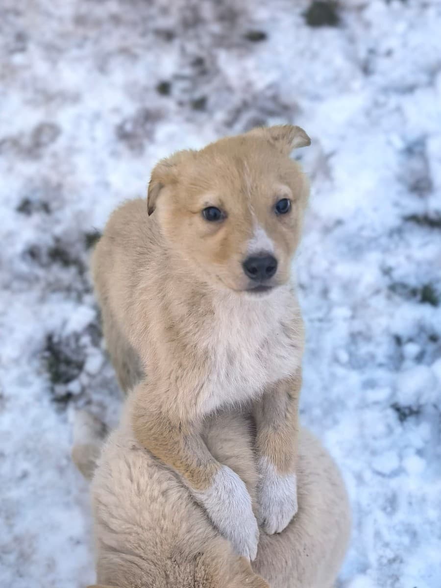 Левушка медиа 9