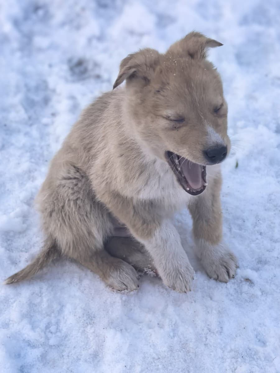 Левушка медиа 7