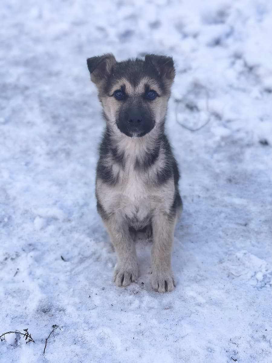 Селин медиа 8