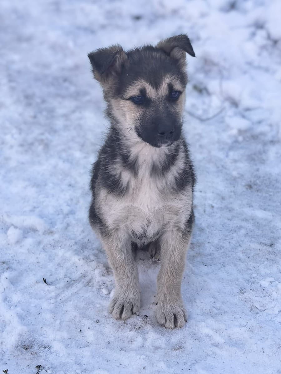 Селин медиа 7