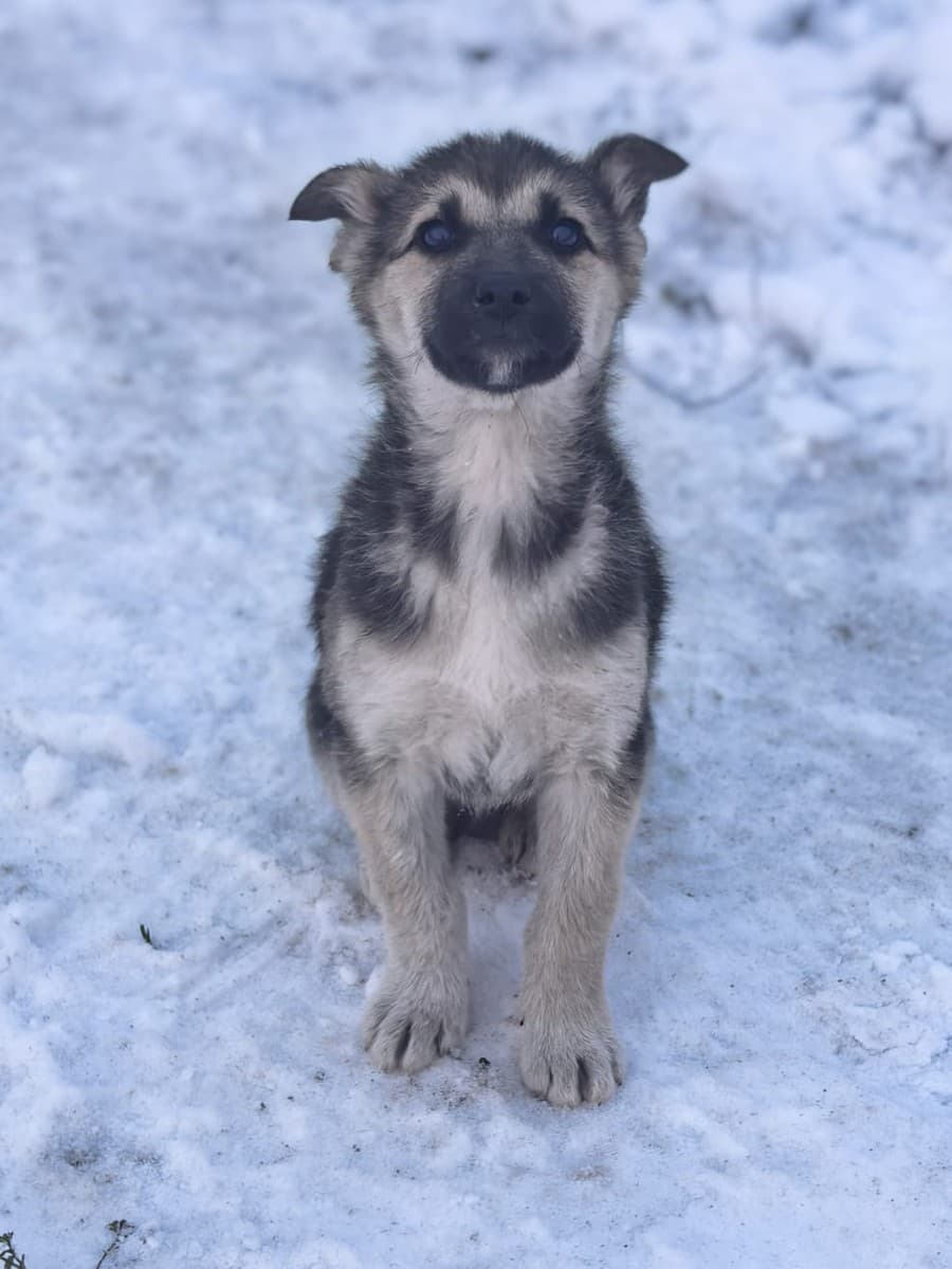 Селин медиа 5