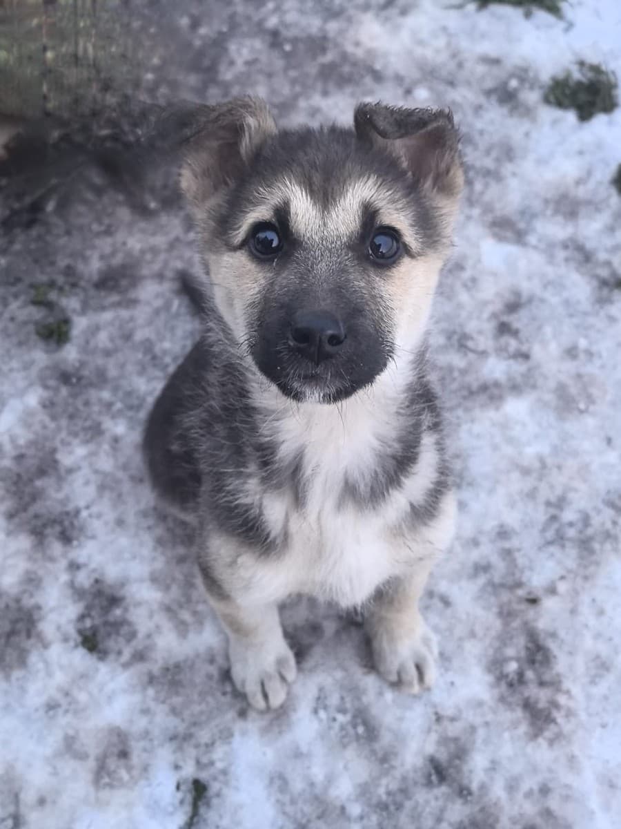 Селин медиа 6