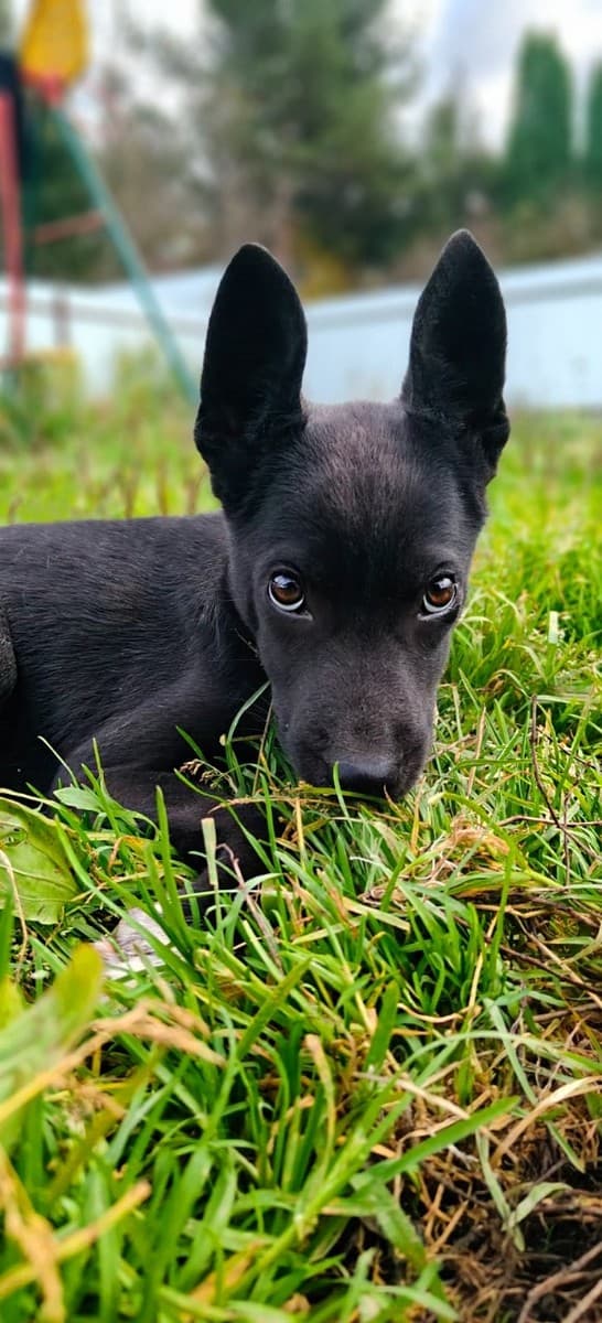 Один медиа 6