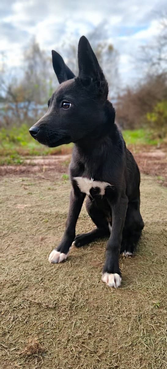 Один медиа 9