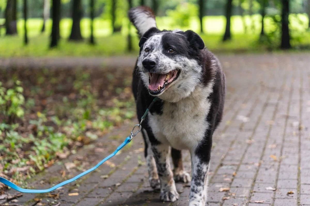 Барон медиа 7